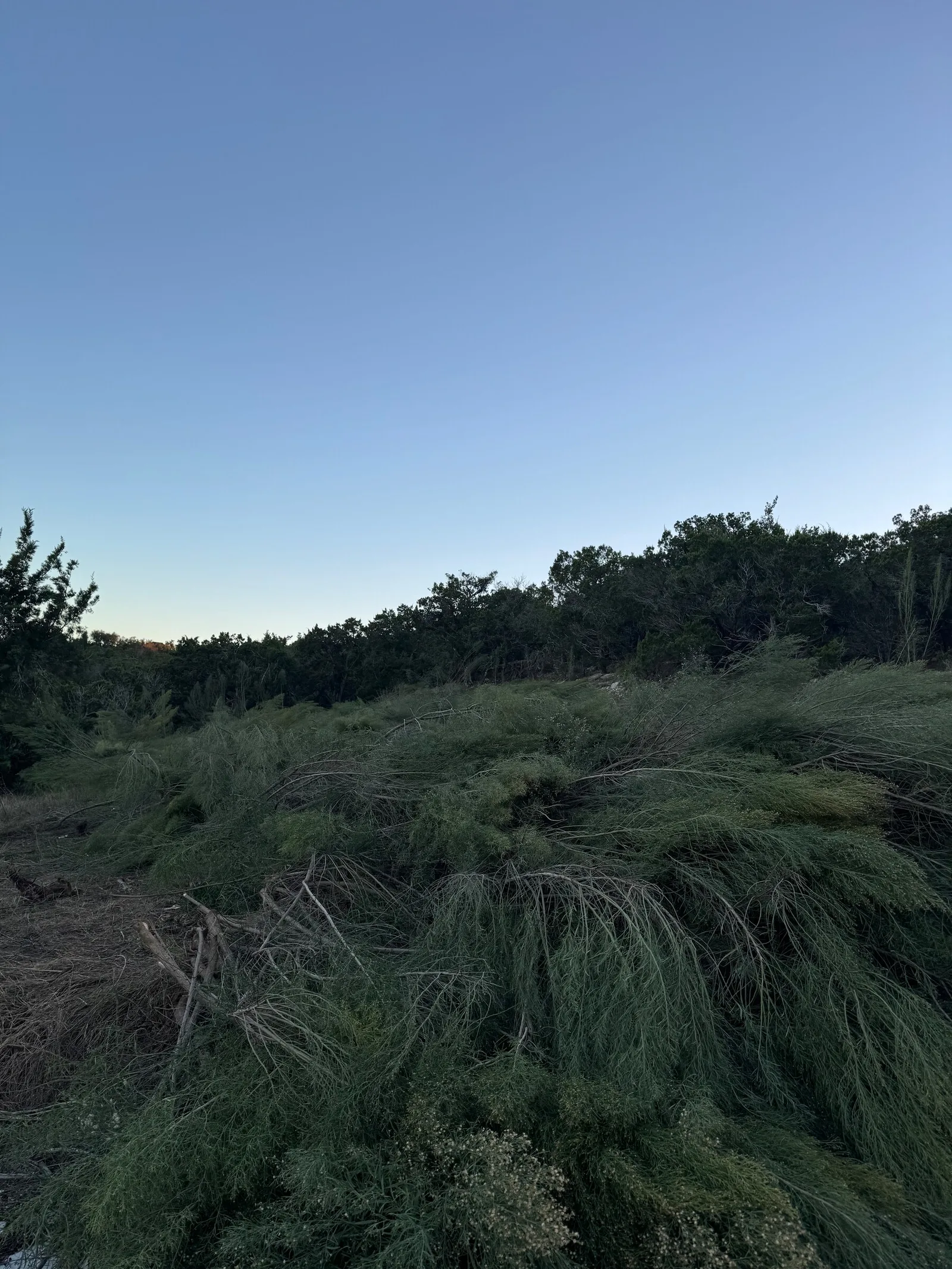 Tall, dense brush and grass across a lot at dusk.