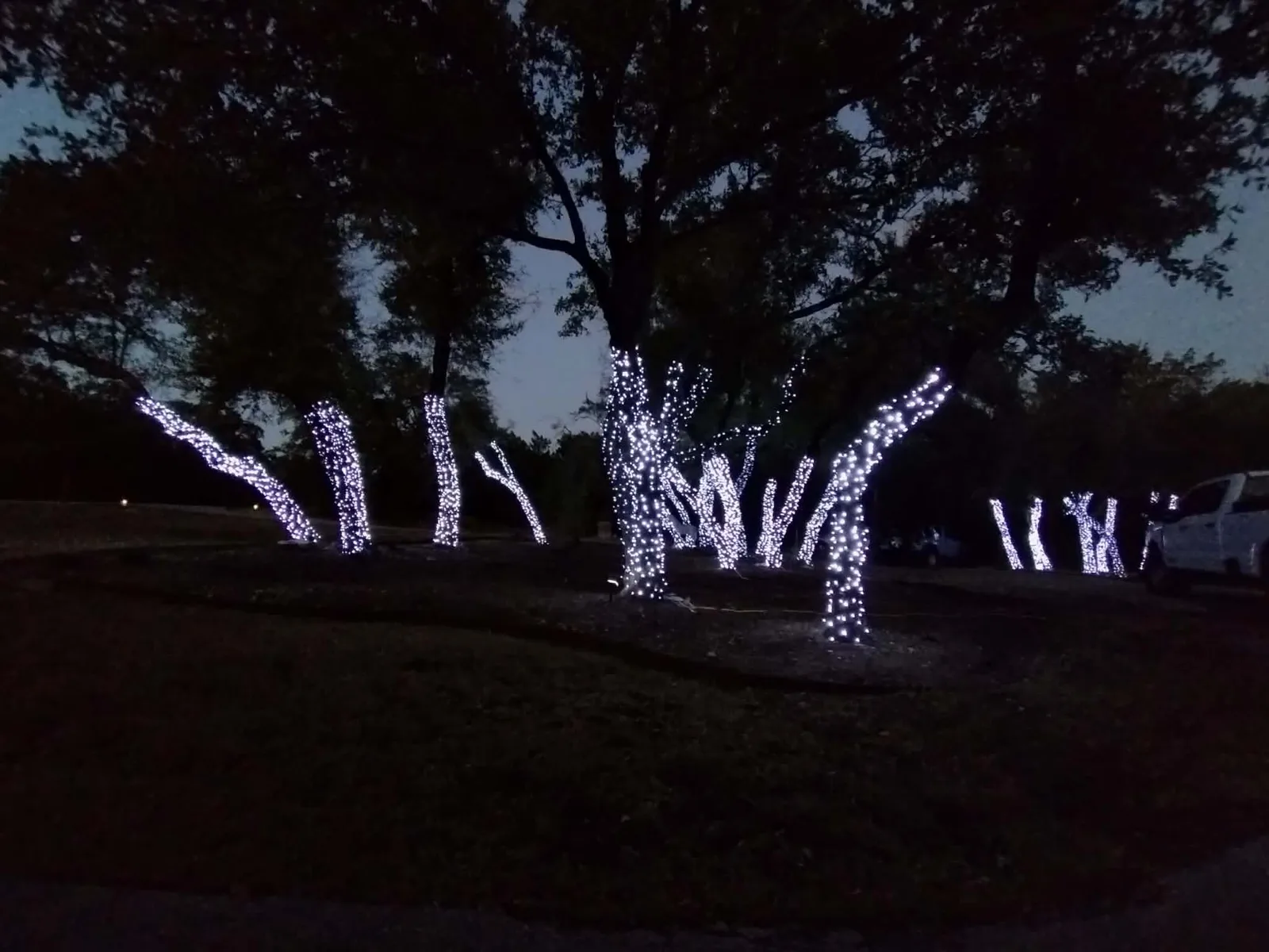 Cool white lights wrapped around several tree trunks and branches at night.