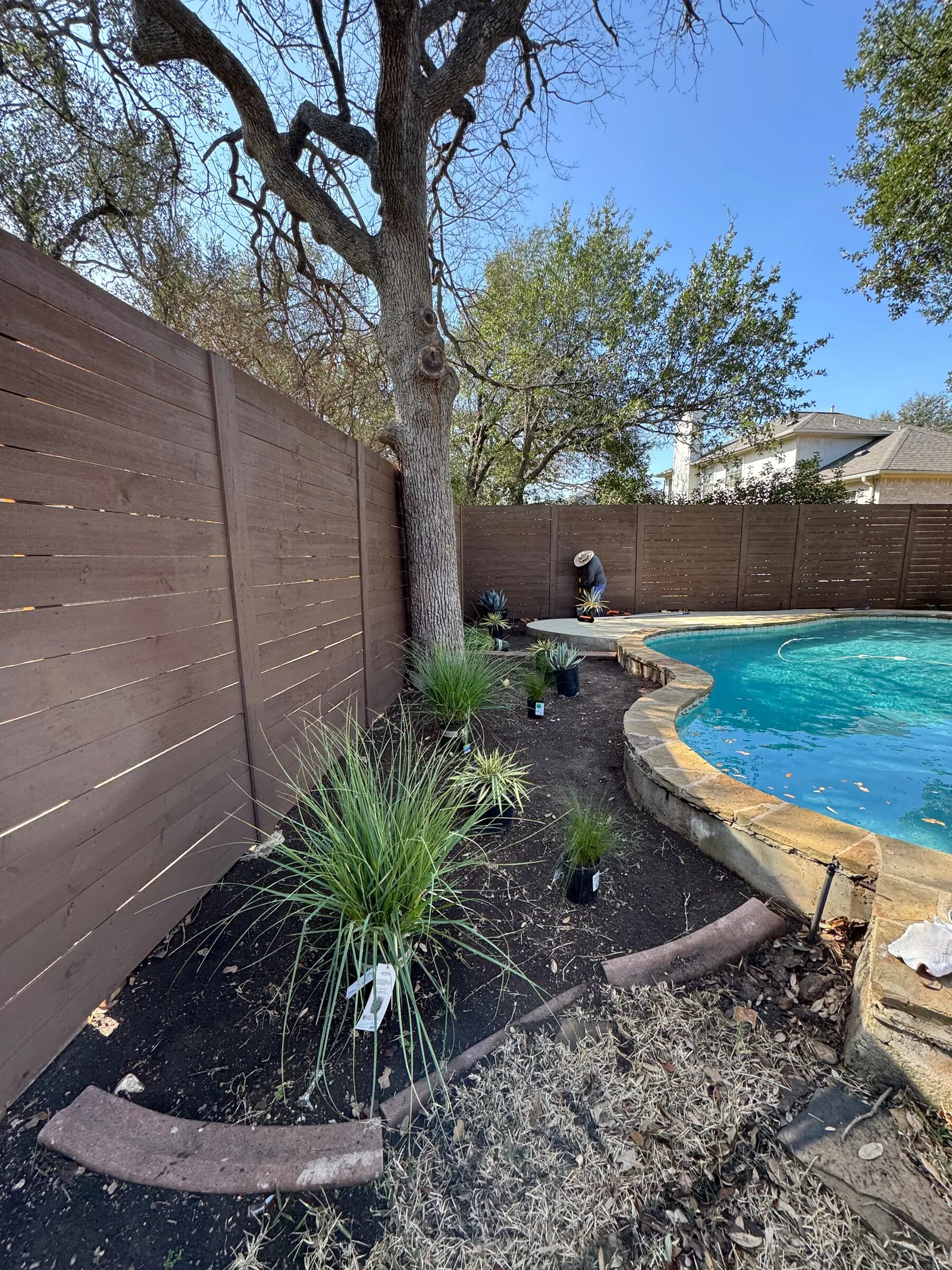 A mulched bed with new grasses and shrubs between a pool and a wood fence.